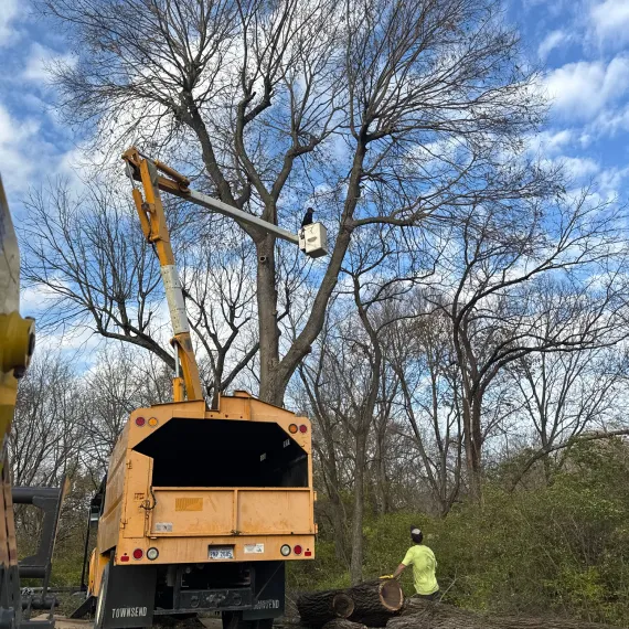 Home Tree Trimming & Pruning