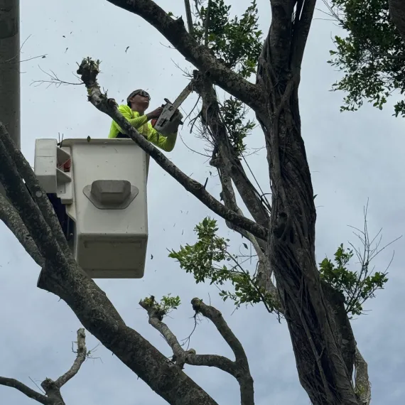 Tree Trimming & Pruning